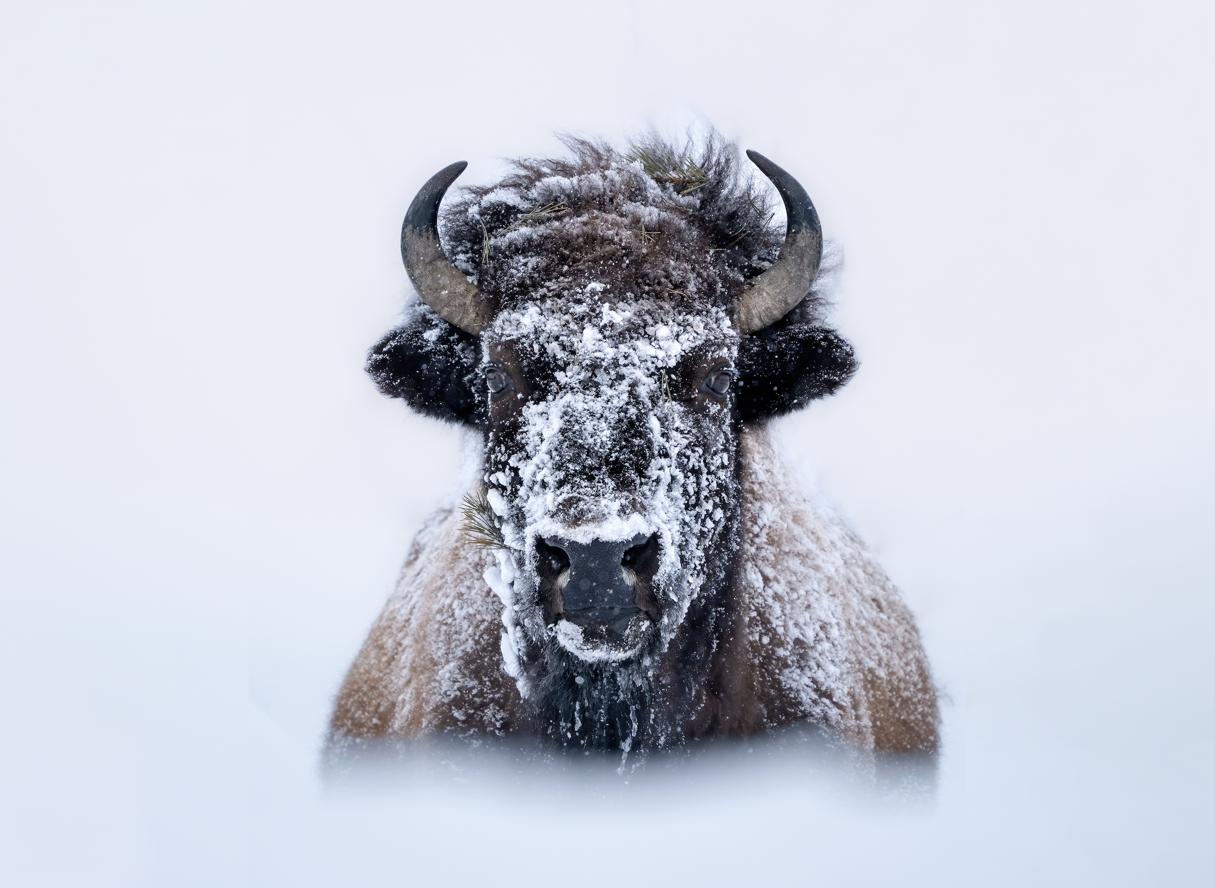 Frozen Worlds: The Ultimate Winter Safari (Jan 30 - Feb 6, 2027)