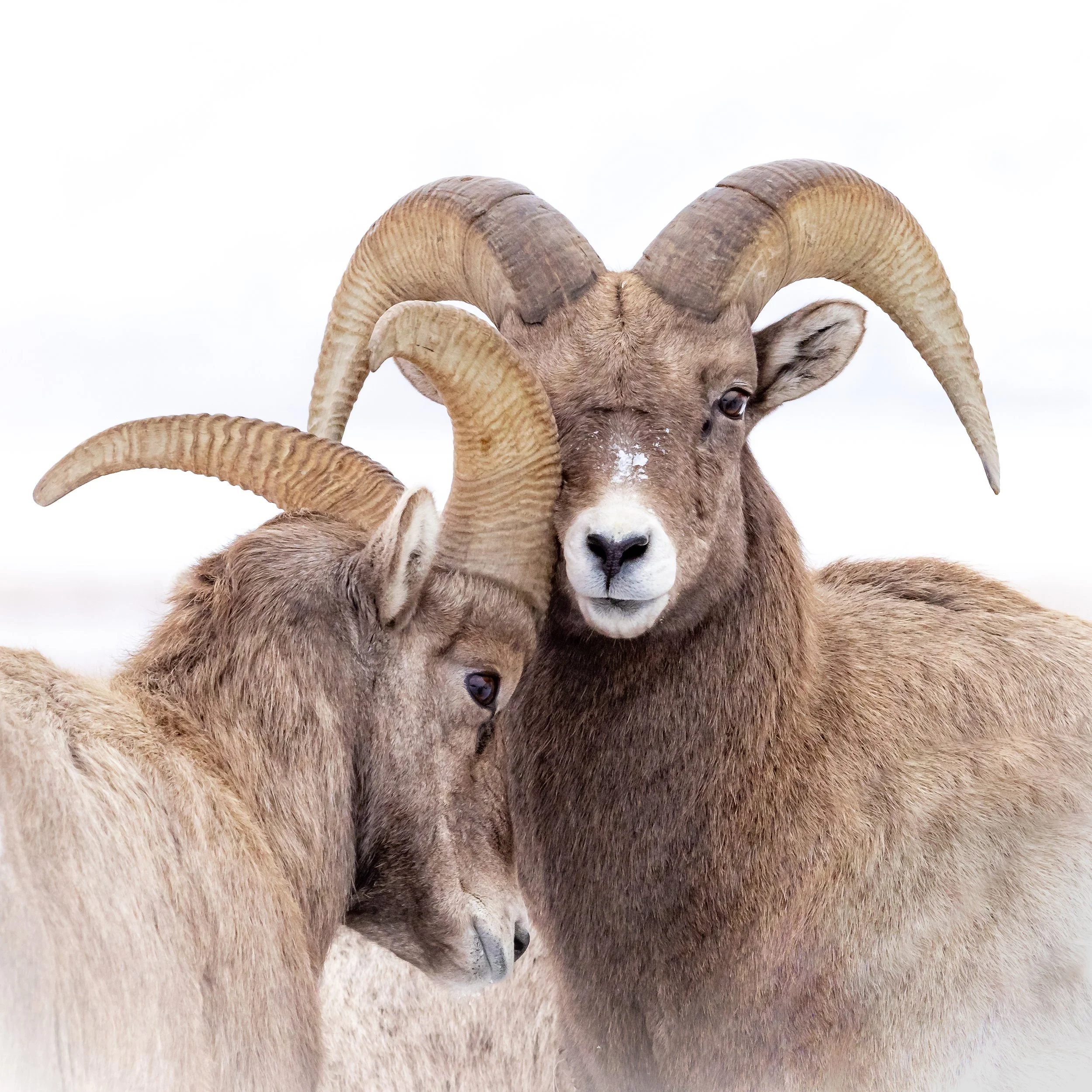 Comfort In Others Crop JPG (not OM1).jpg