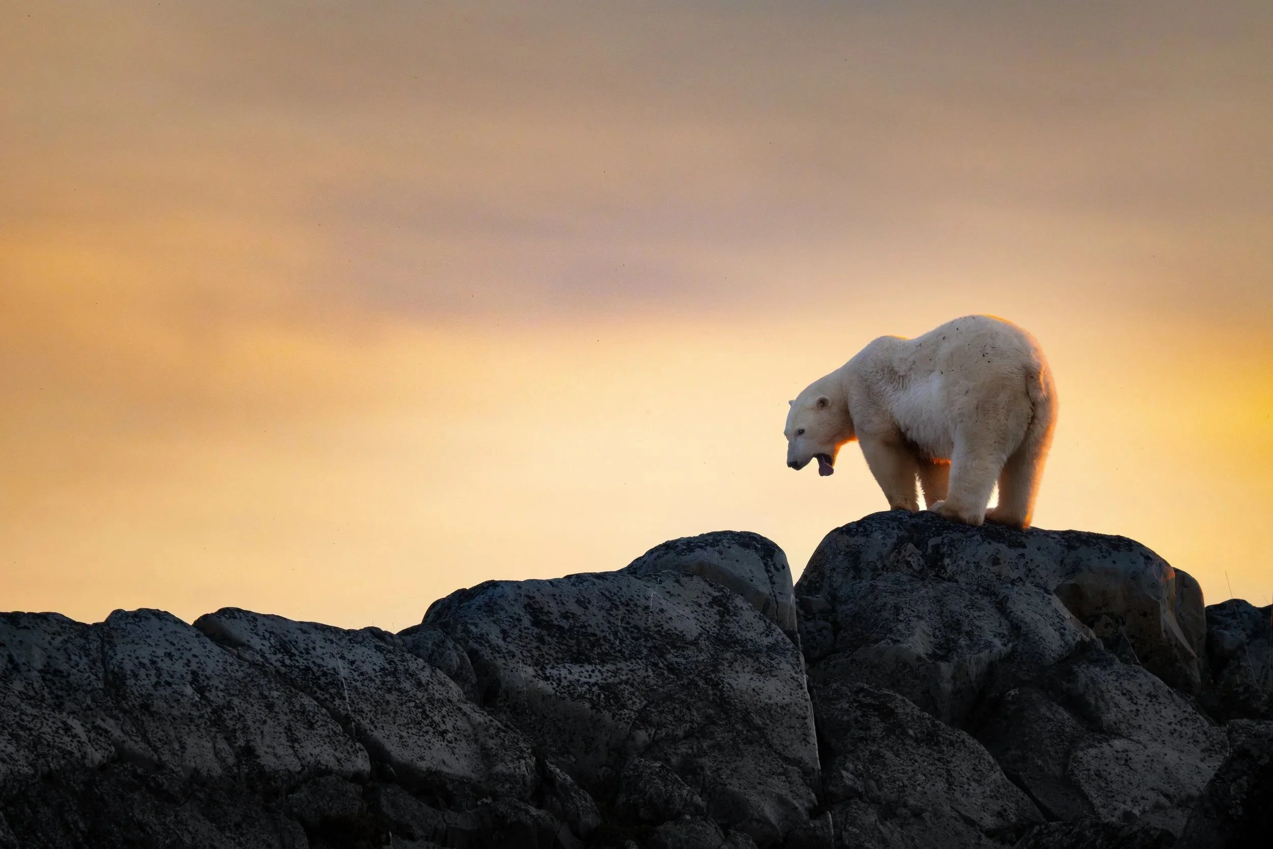Polar+Sunset.jpg