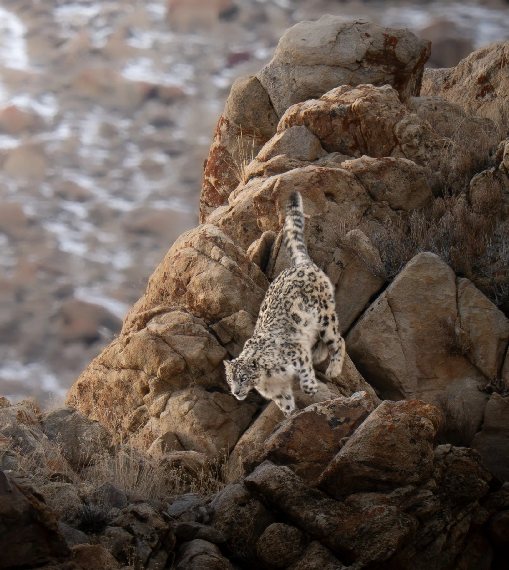 Ghosts Of Himalaya: Wildlife On Top Of The World (Mar 29 - Apr 10, 2027)