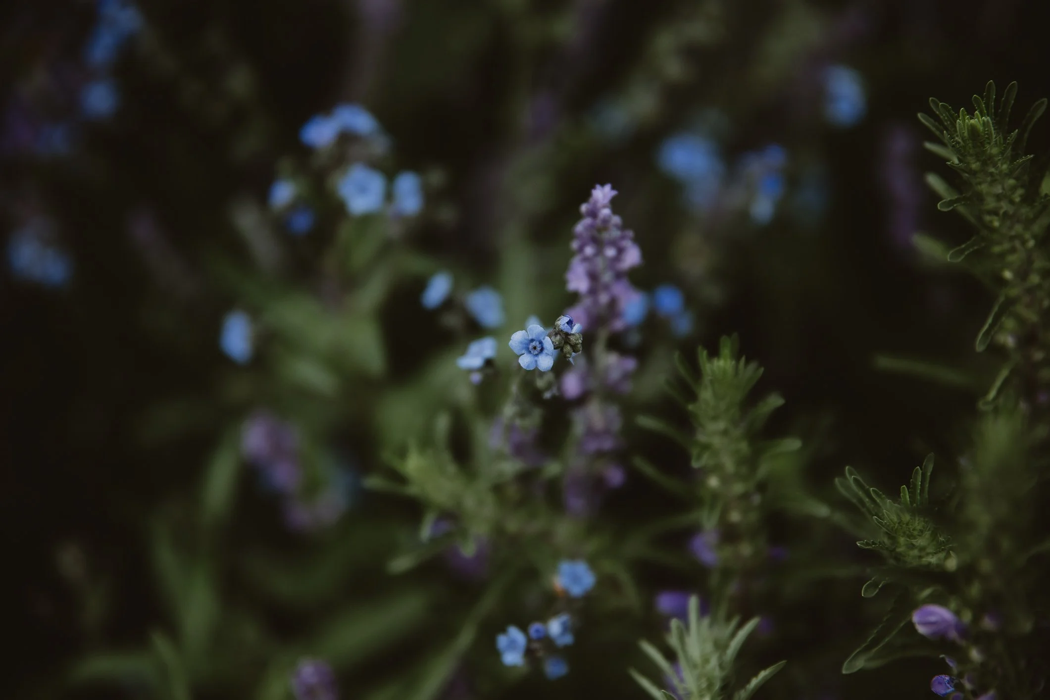 Bi-weekly Blooms– 4 Bouquet Subscription