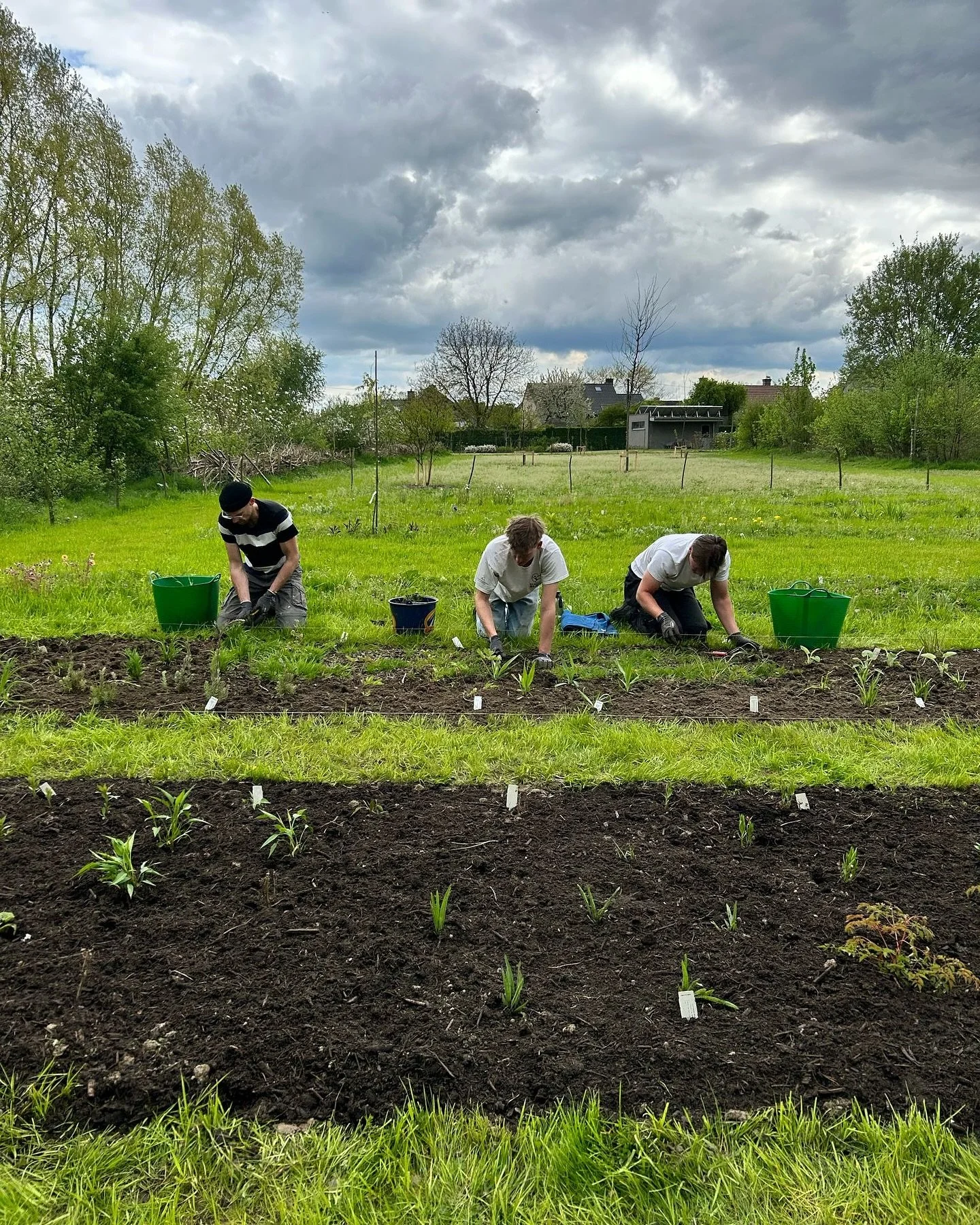 Precision work today in the motherbeds at the test garden @omgeving.be 

We planted these beds last autumn with perennials and grasses from @vasteplant.be and the plants will serve as motherplants for our experiments in the future. It&rsquo;s a mixtu