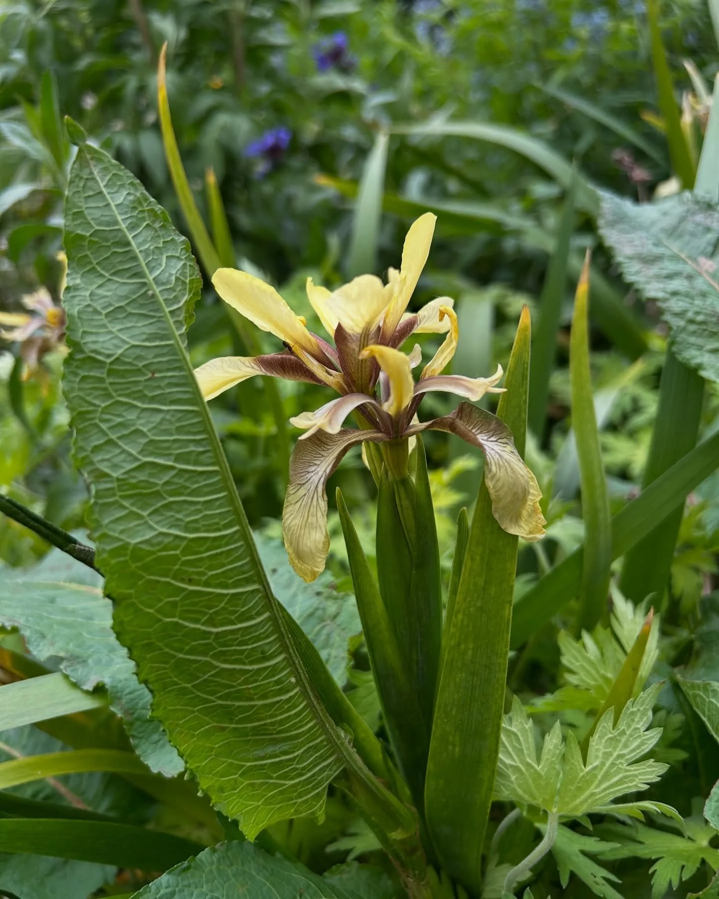 my Plan.T of the moment🌱

Iris foetidissima var. citrina

A really nice - and I think, still quite unknown - Iris. It can be used in many different places, which makes the plant a very interesting option to apply more often. The evergreen leaves and