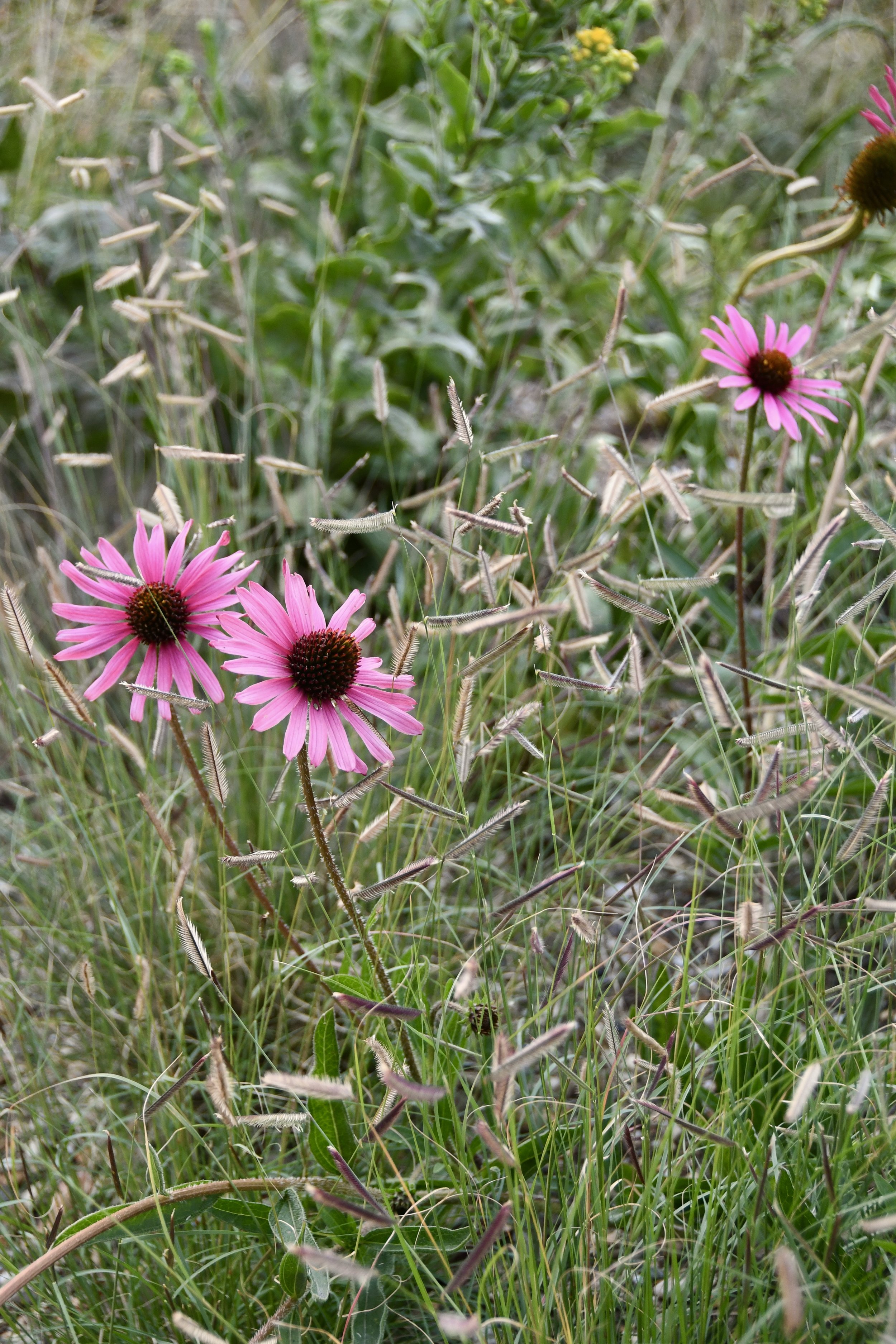 DSC_5302.jpeg