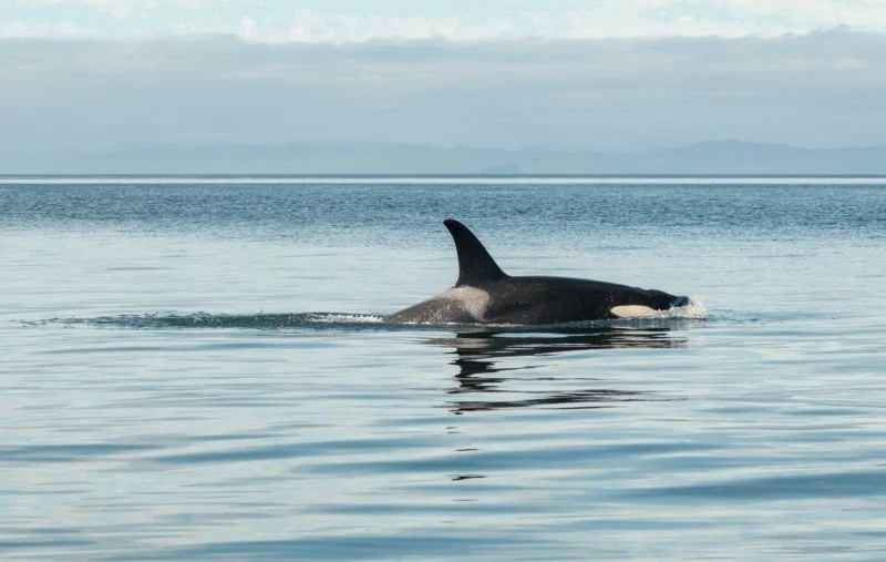 WLC launches Southern Resident Killer Whale Monitoring Program