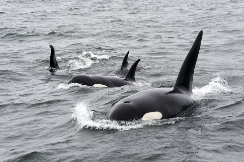 The QENTOL, YEN W̱SÁNEĆ Marine Guardians Program Updates