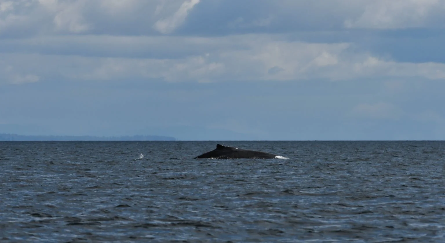 Progress being made at the QENTOL, YEN / W̱SÁNEĆ Marine Guardians Program