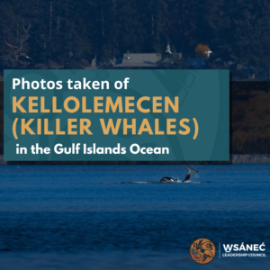 Photos taken of KELȽOLEMEĆEN (Killer Whales) in the Salish Sea