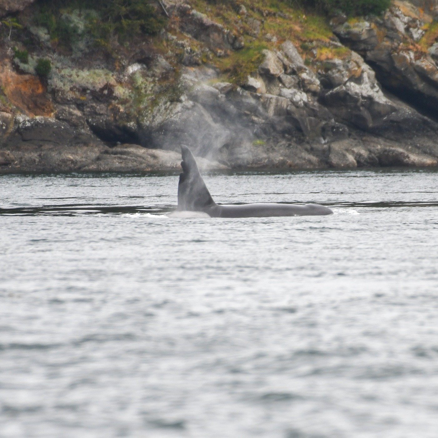 Earlier this week on April 24th, 2024 Bigg's (transient) Orca T063 &quot;Chainsaw&quot; made an appearance near Turn Pt! This famous Orca was believed to be born in 1978! It is always very exciting to see this legend

#oceanprotection #BC #MarineGuar