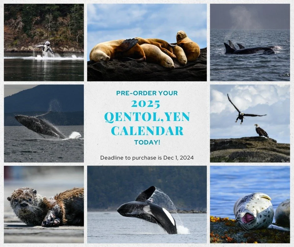 Purchase your 2025 QENTOL,YEN calendar today! This calendar features some of our favourite photos taken by our team while out in the field. Your purchase helps to support our work monitoring the Salish Sea, combining Indigenous Science with modern te