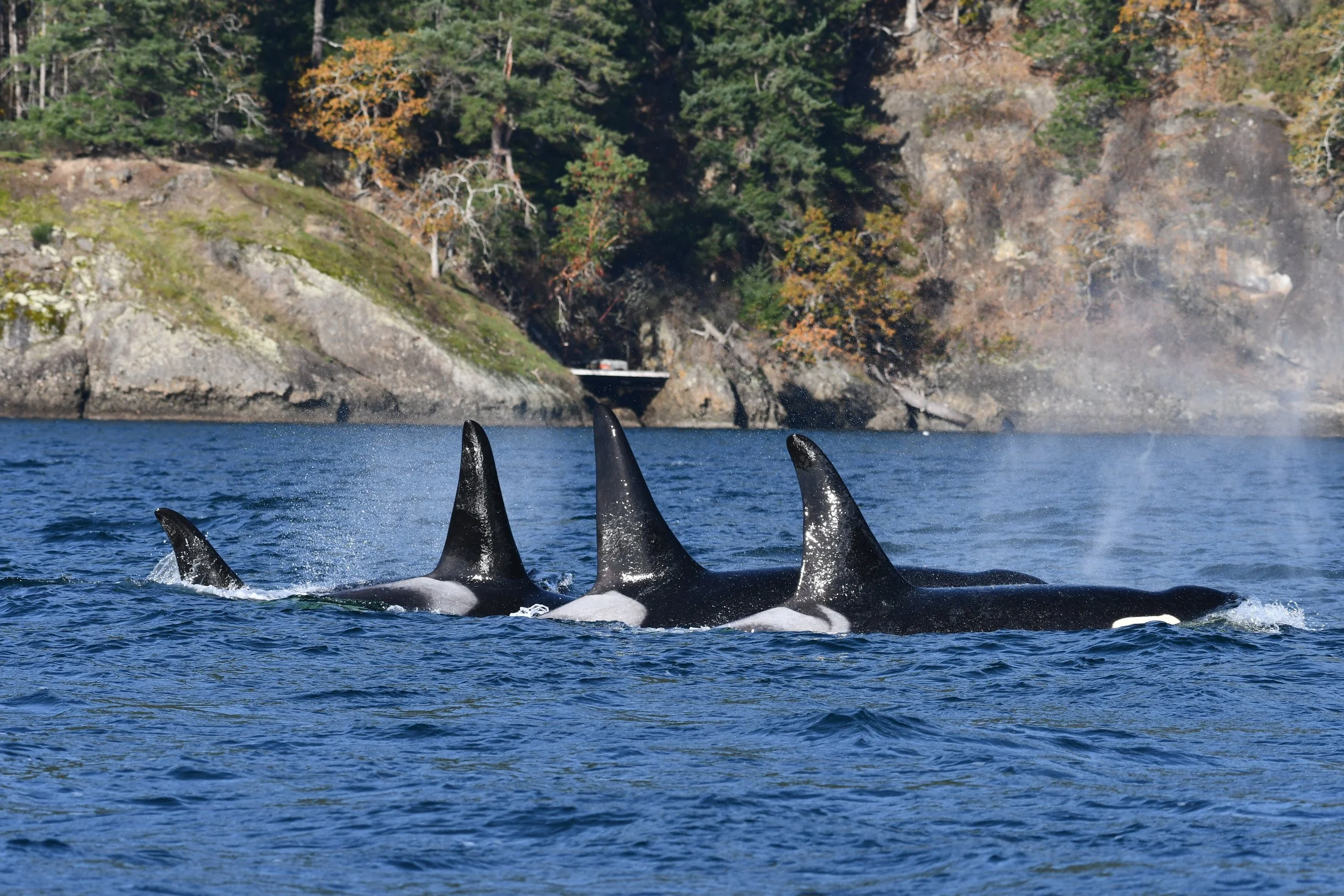 Southern Resident KELȽOLEMEĆEN L Pod