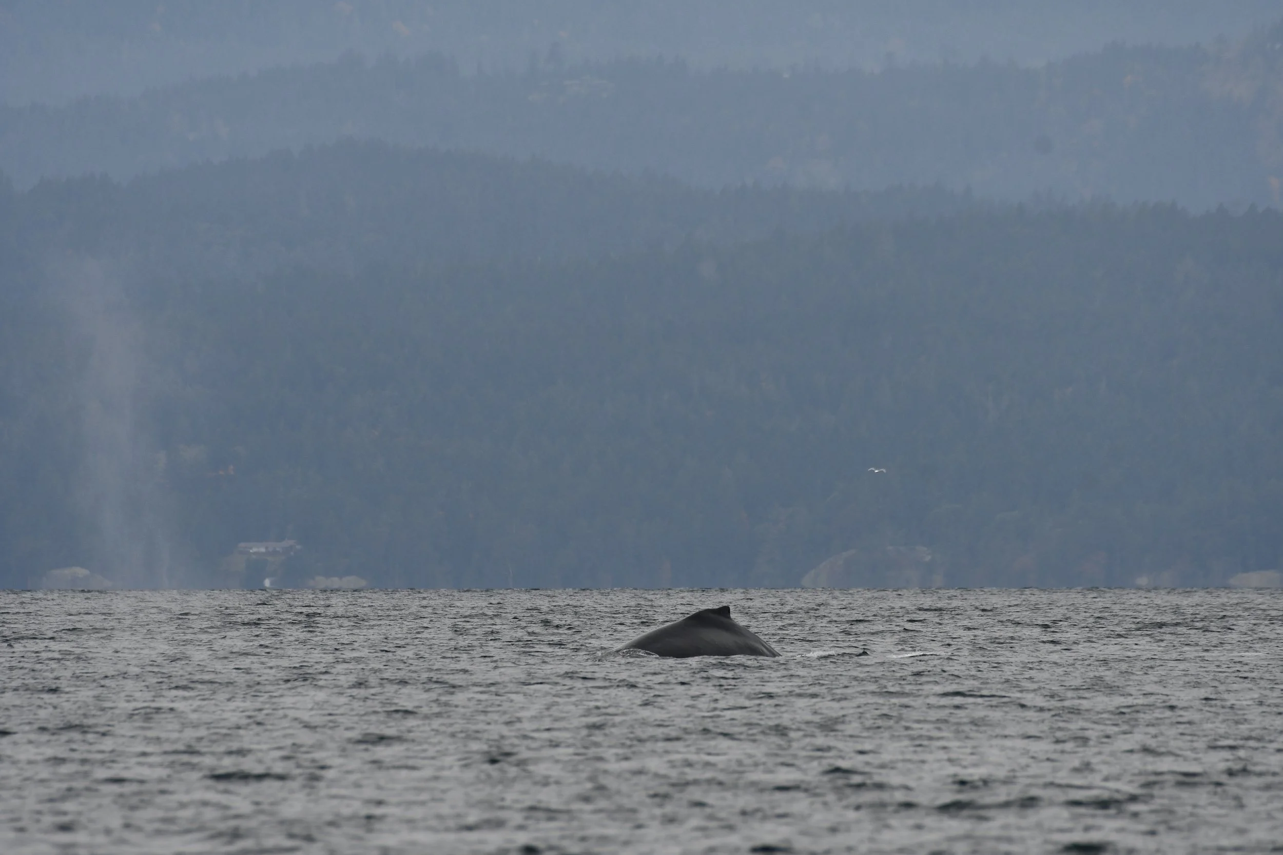 Double ḰENES at Turn Point 