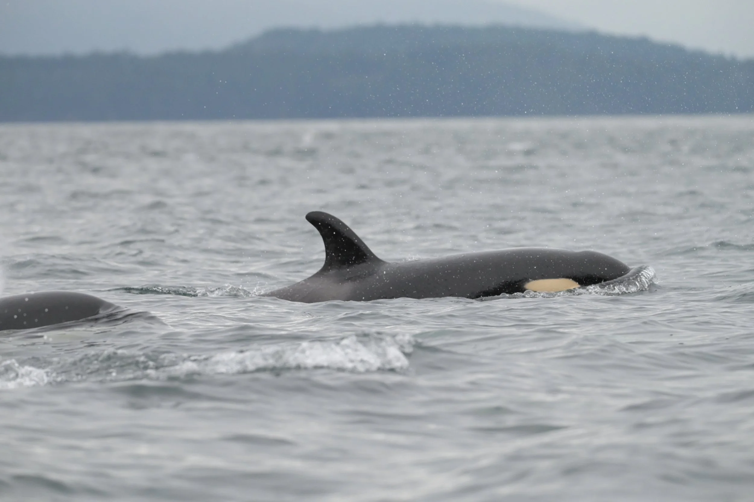 J pod at XIXNEŚETEṈ (Helen Point, Active Pass)