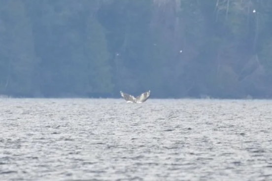 Humpbacks in the Saanich Inlet