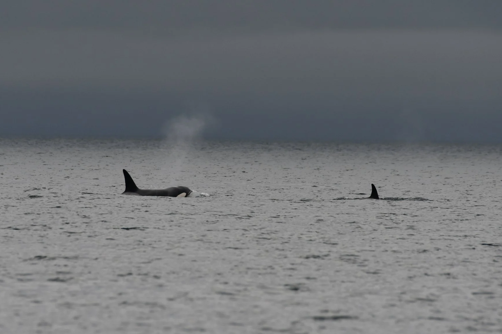First Humpback and Killer Whales of 2026