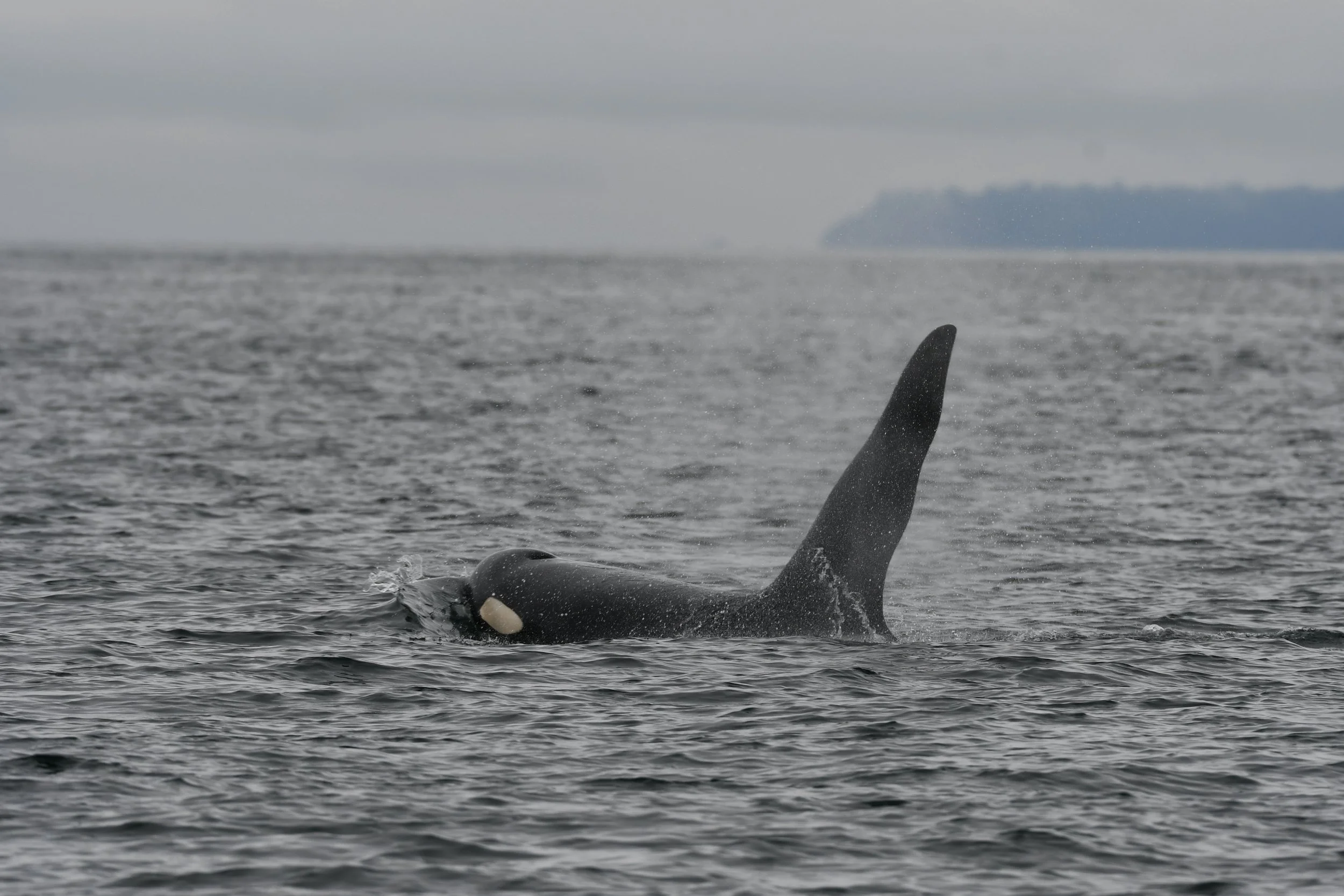 K Pod in the Strait of Georgia