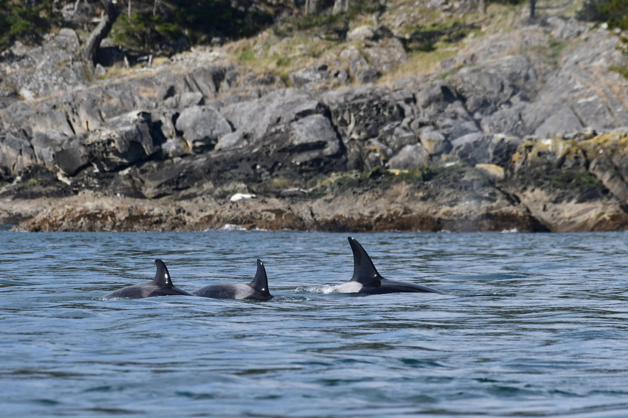 Bigg’s killer whales at Brooks Point (QENENIW̱)