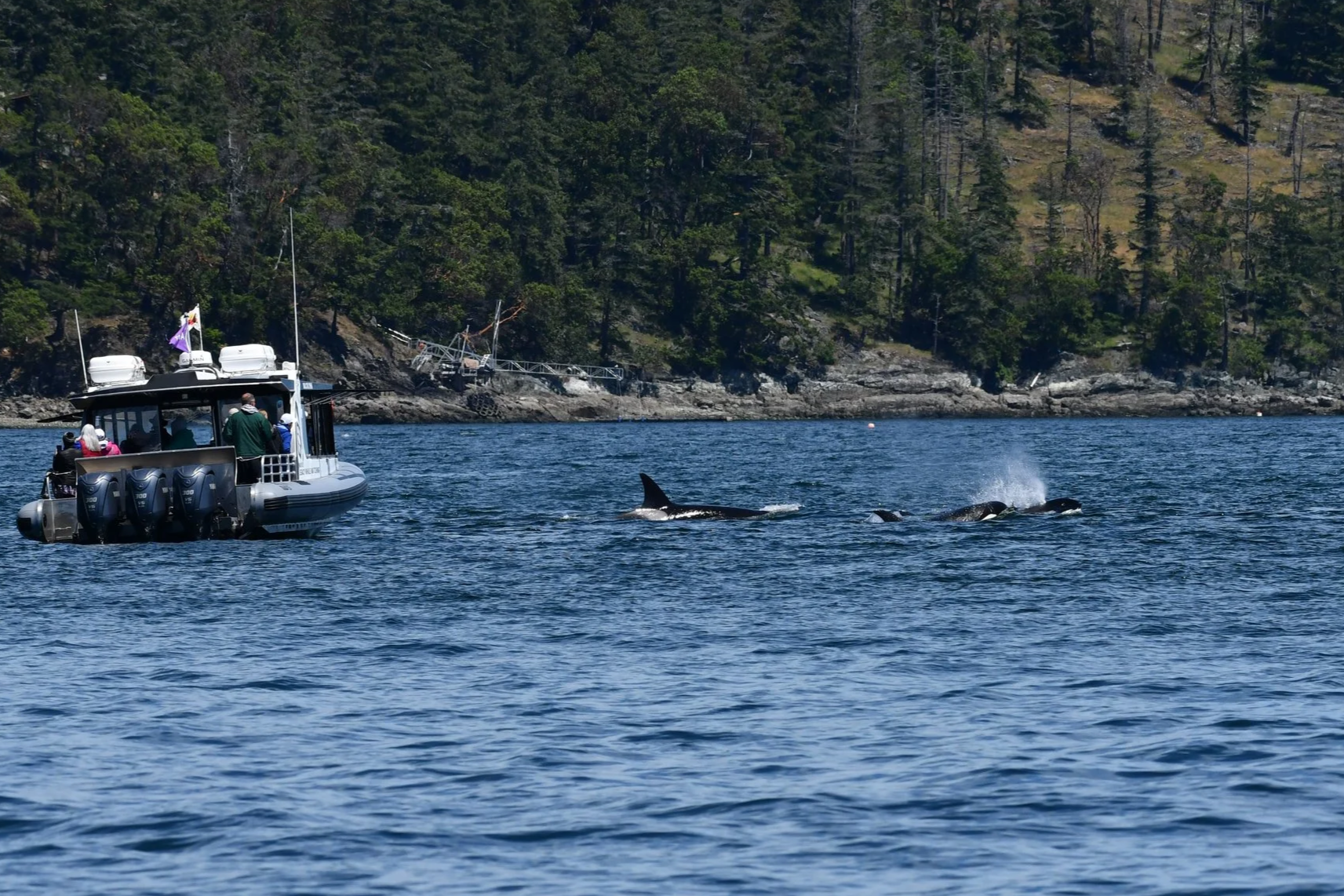 Canada’s Proposed Amendments to the Marine Mammal Regulations Fall Short in Protecting All Whales