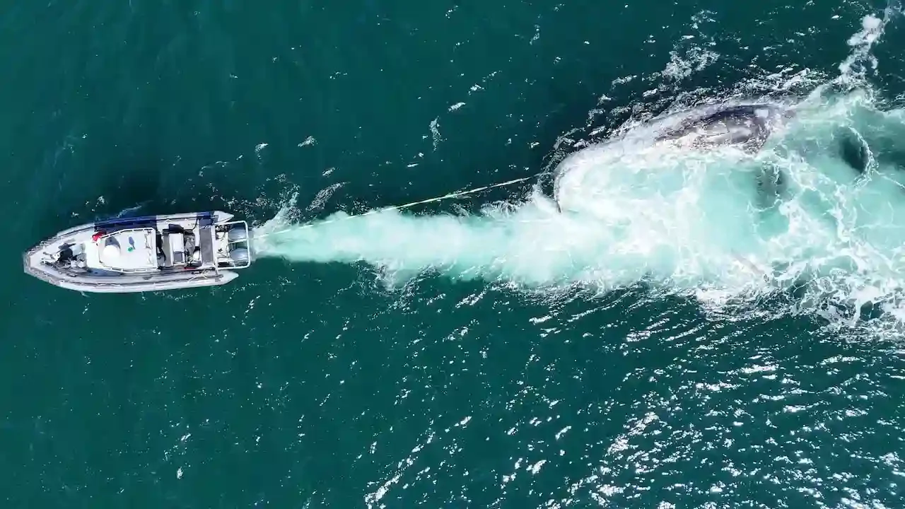 Alarming ḰENES (Grey Whale) Mortality in and around Á,LEṈENEȻ ȽTE (Our Homeland)
