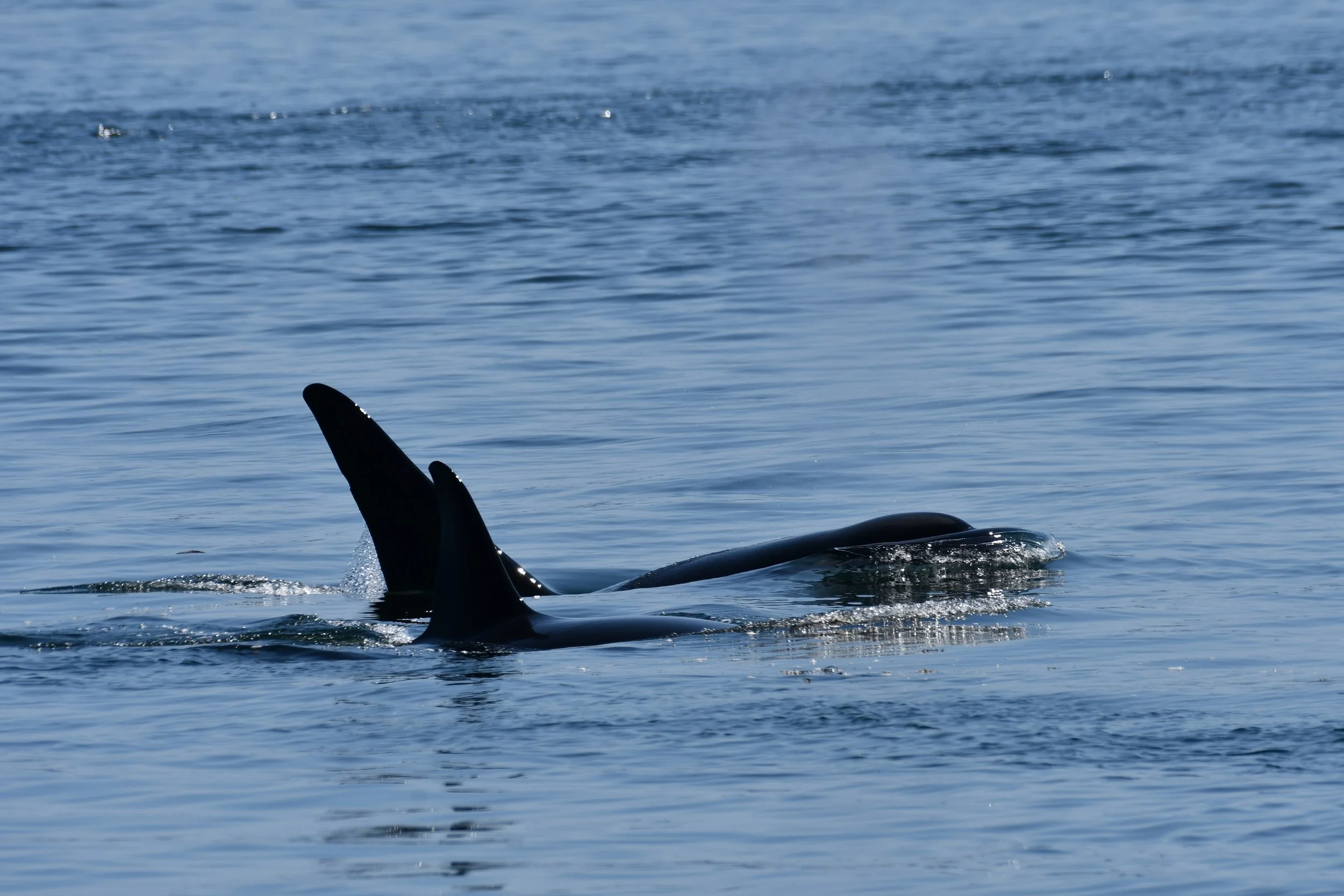 T123s at Java Islets