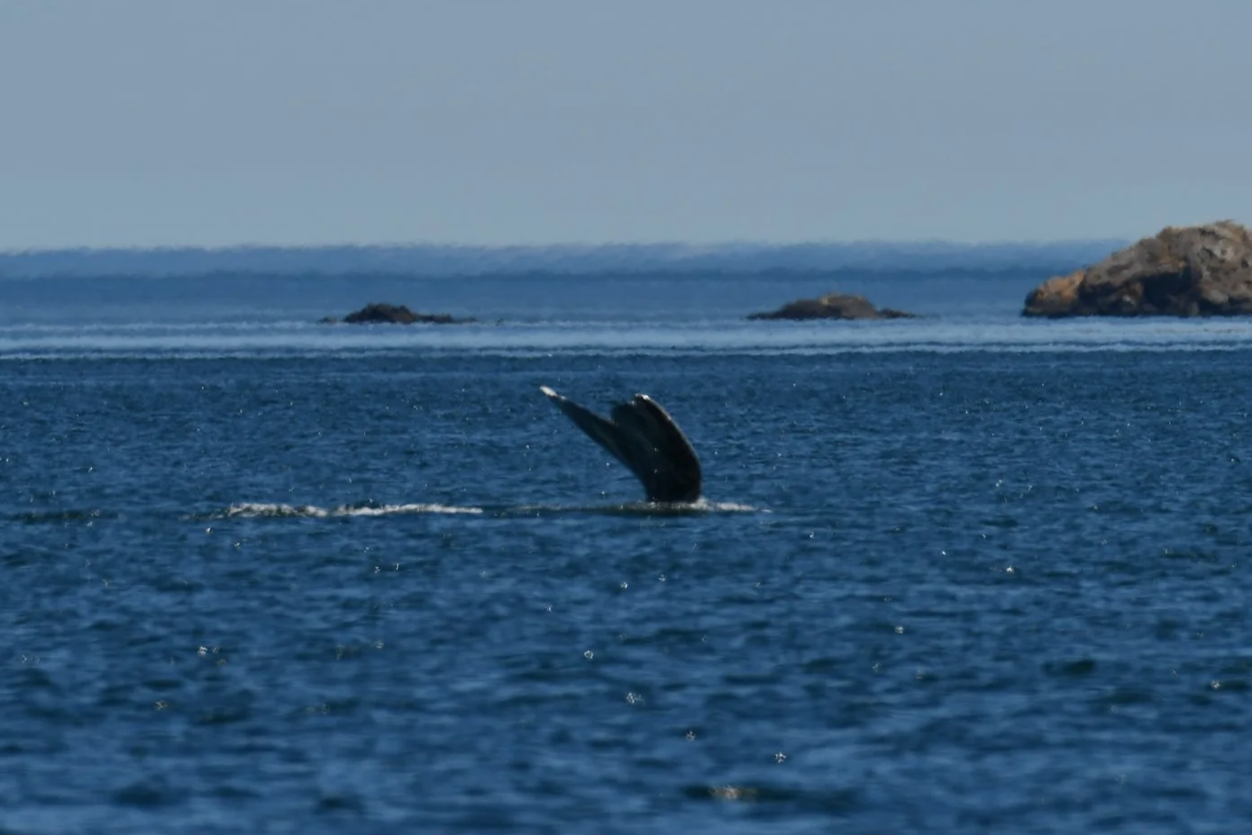 KELȽOLEMEĆEN and ḰENES (Gray Whale)