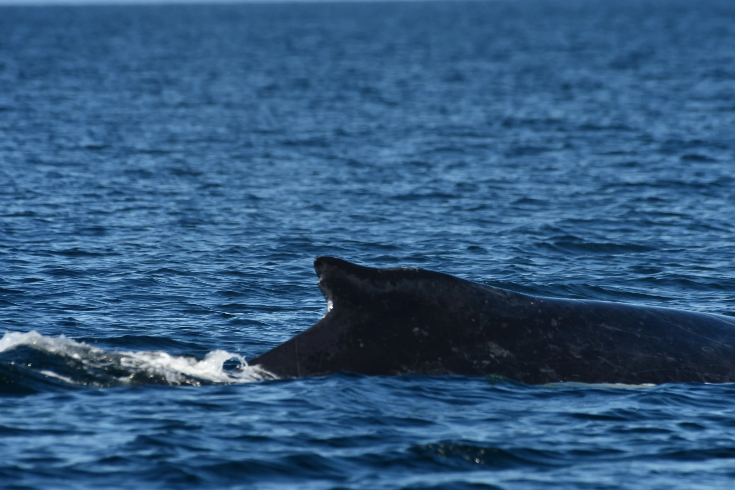Five ḰENES (Humpback Whales) in the Strait of Georgia
