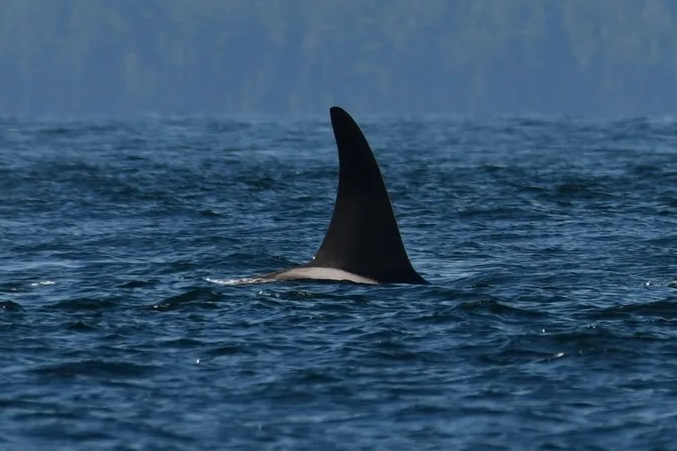 Transient Meet up in the Strait of Georgia