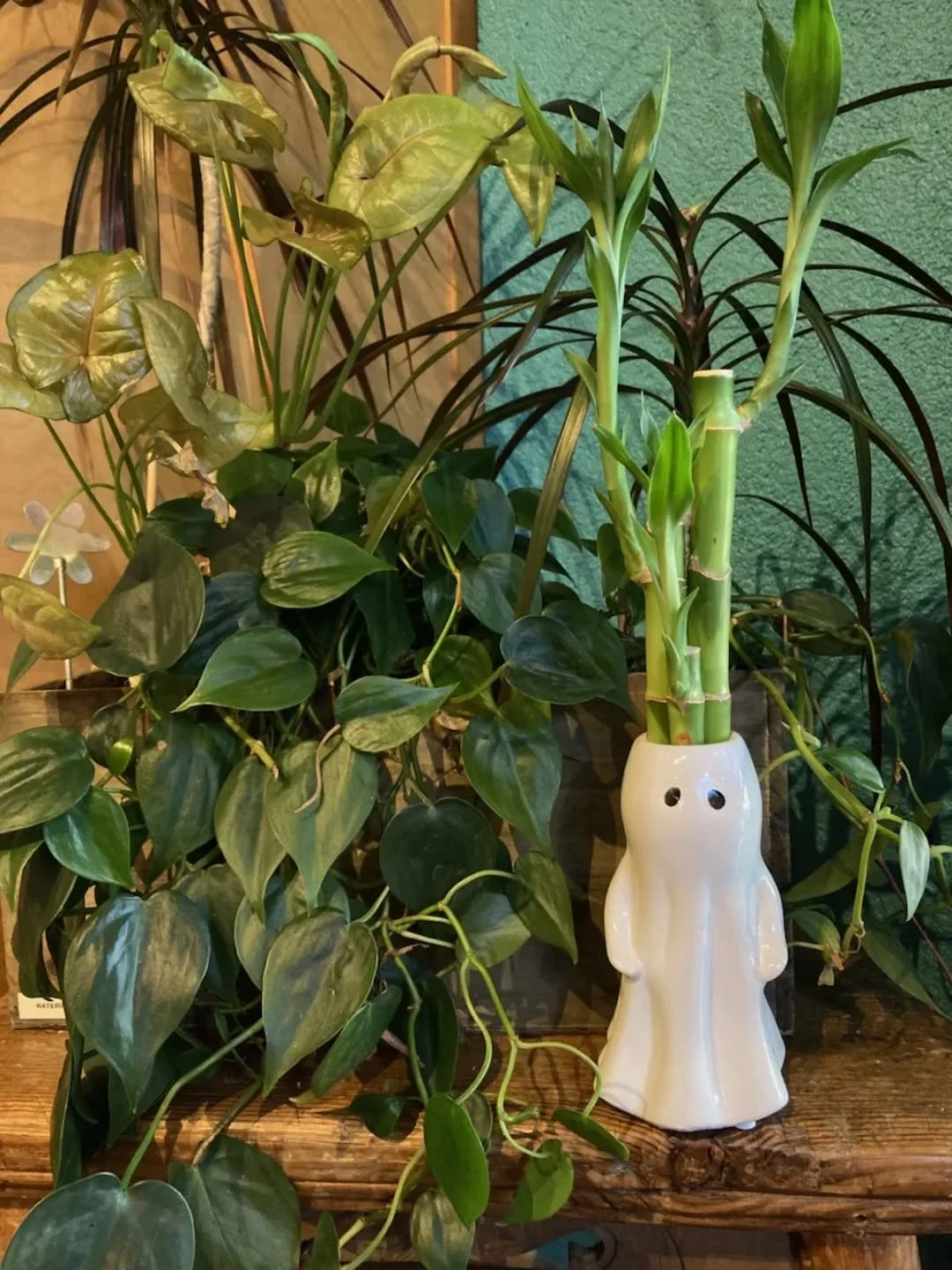 Decorate for Halloween with a bamBOO!! 
#fengshui #bamboo #slcbooks #slclocalbusiness #buylocalutah #slcmetaphysicalshop #slchalloween #slczen