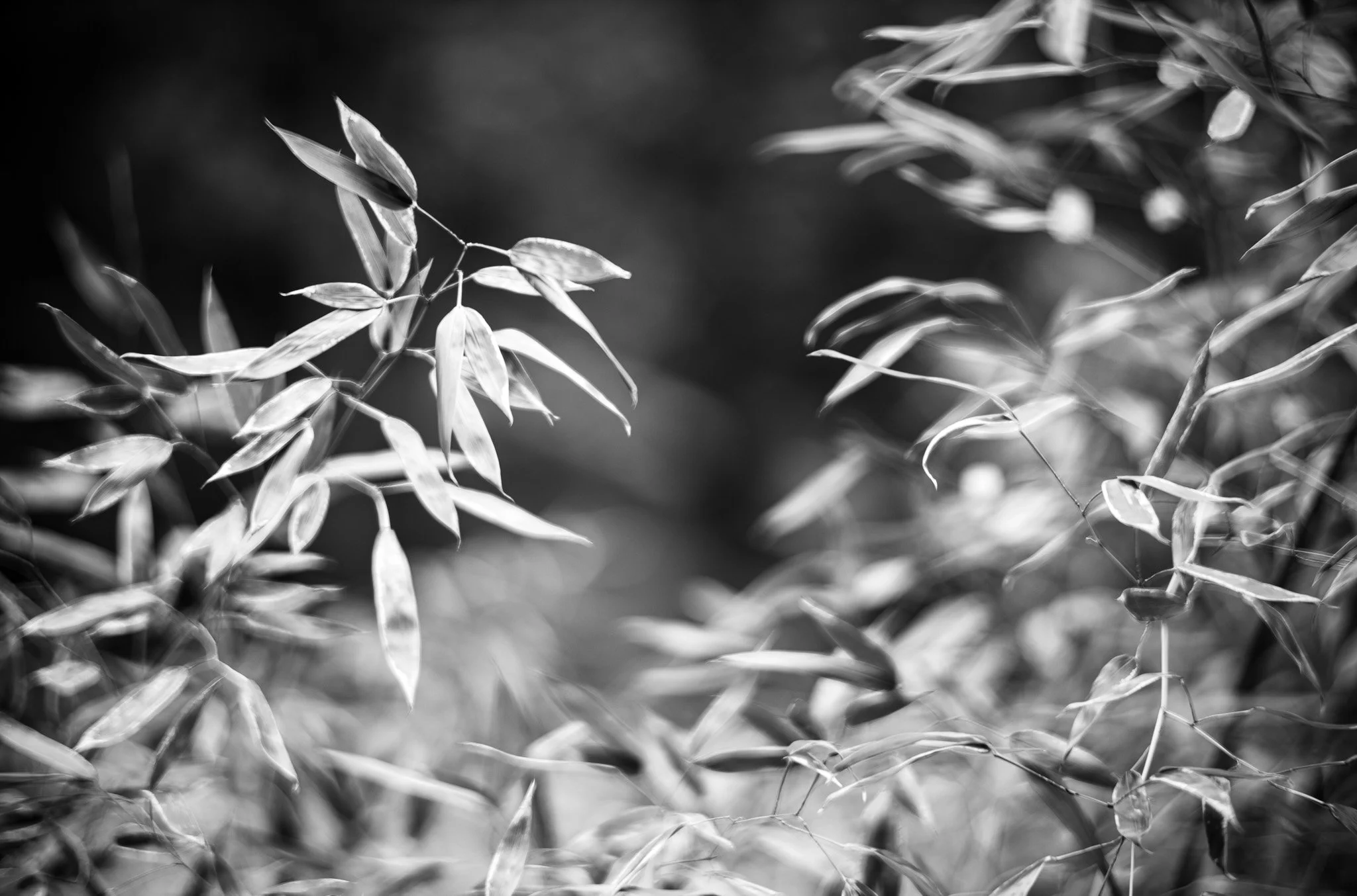 L1000610.jpg