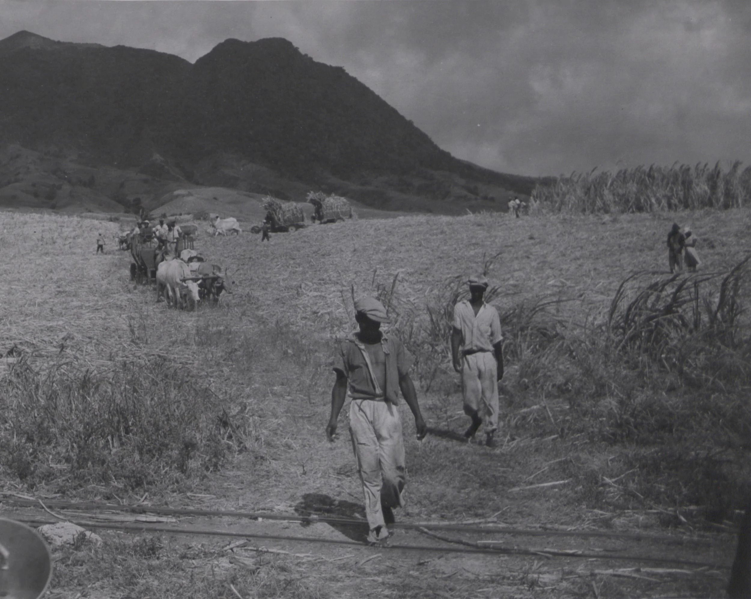 Black and white photograph dated 1950 of workers leaving an estate in St. Kitts after cutting operations.