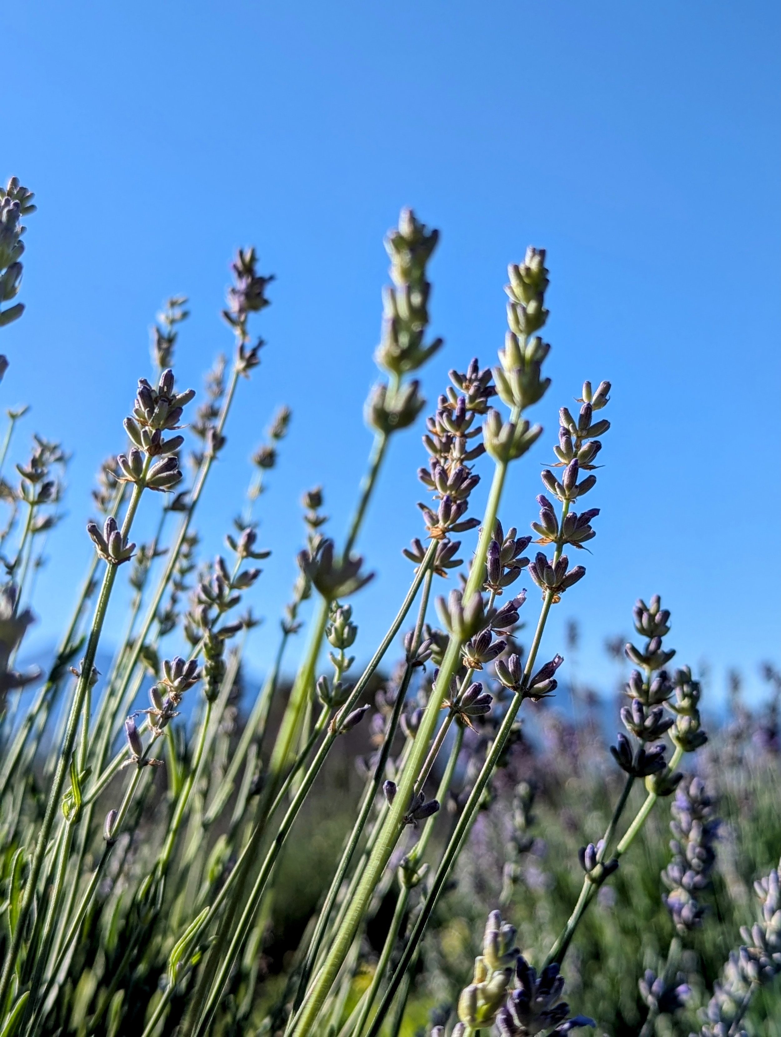 Lavender with sky.jpg