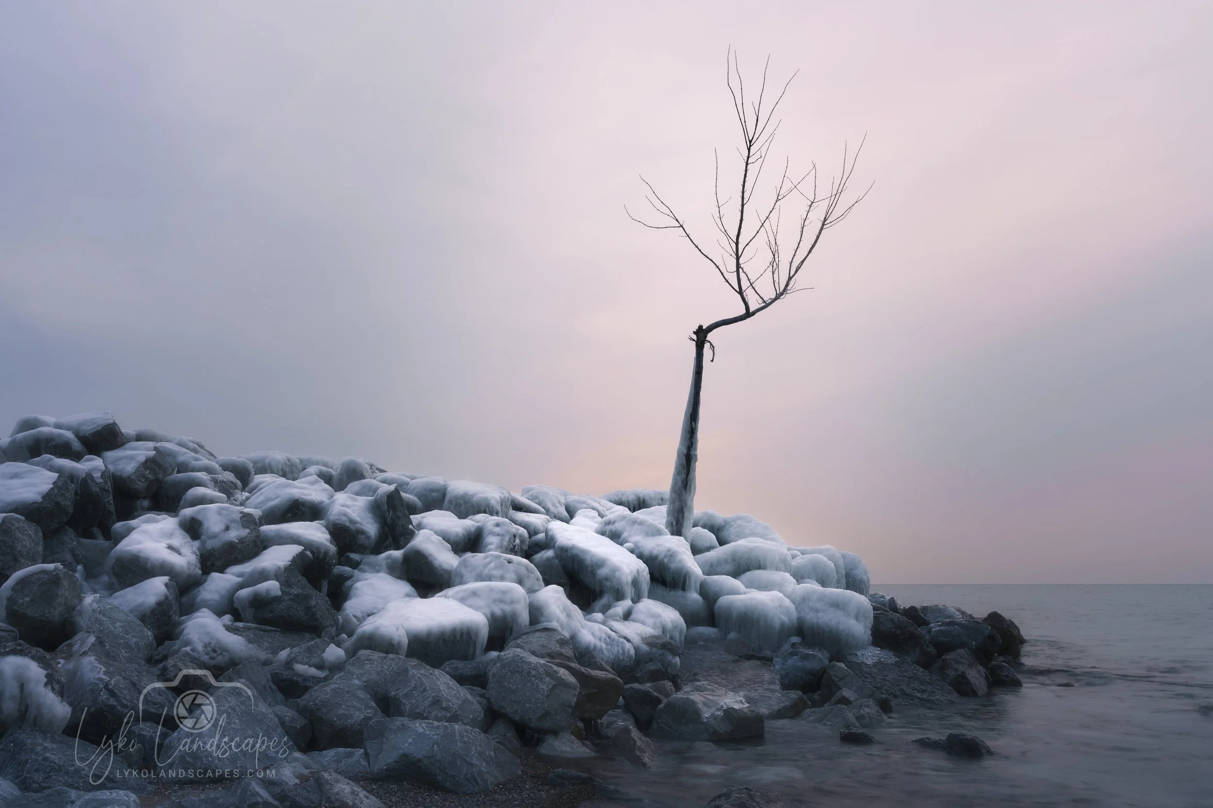 Leuty Tree 05 03 2022 2022 9499.jpg