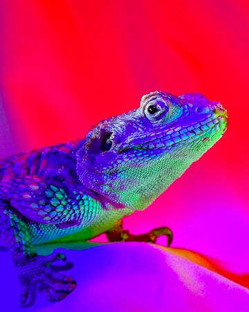 Screen Shot 2023-01-21 at 10.20.22 AM.png