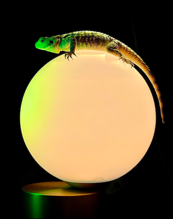 Screen Shot 2023-01-21 at 10.20.11 AM.png