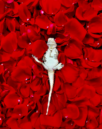 Screen Shot 2023-01-21 at 10.19.50 AM.png