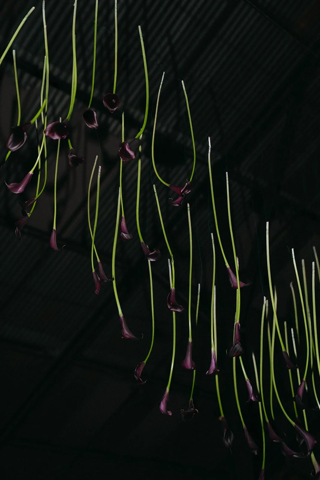 Steph & Fuller_Previews_Day 2-30_websize.jpg