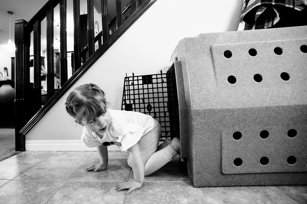 toddler crawls out of dog crate