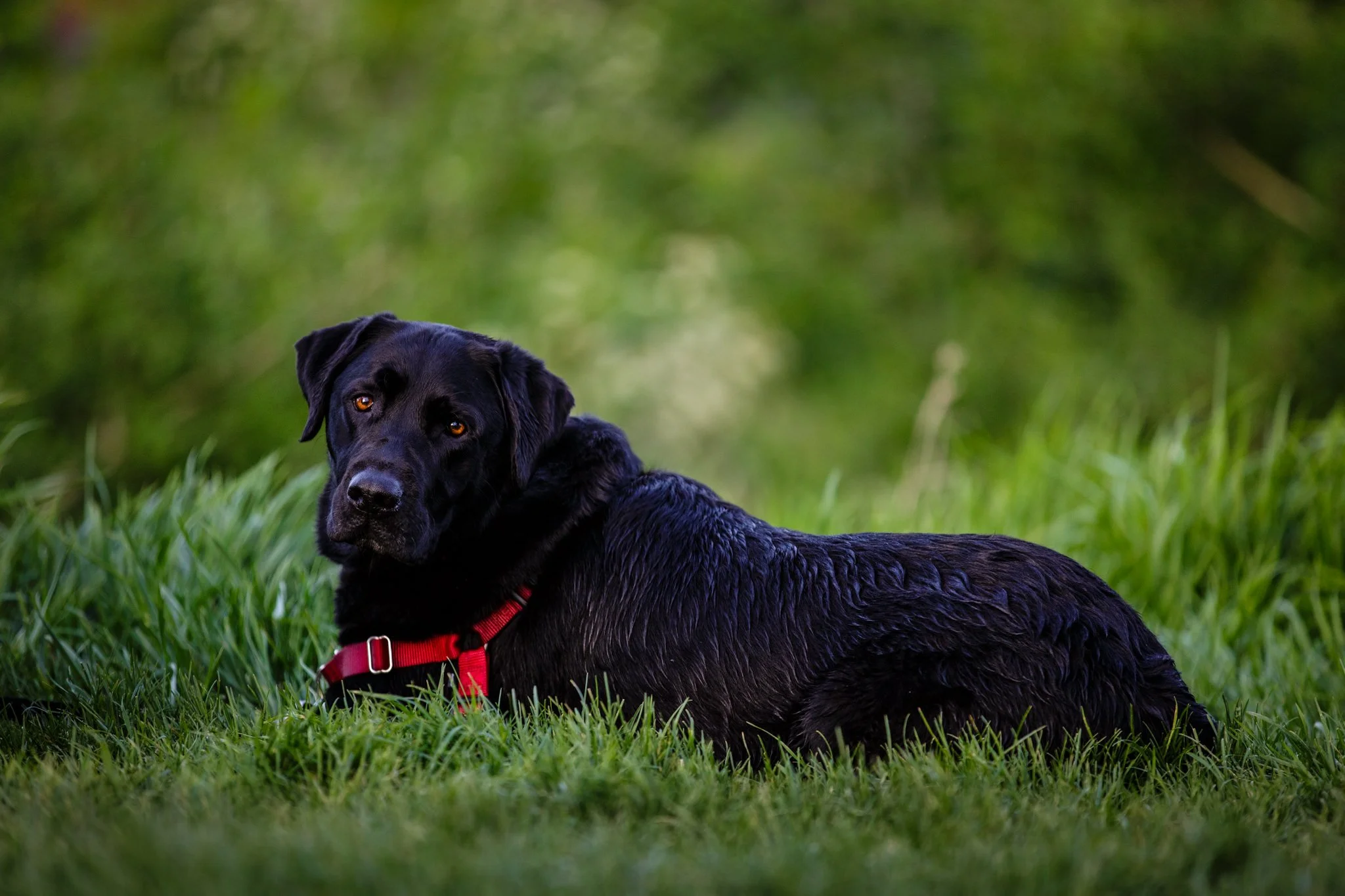 Alison-Lapczuk-Photography-Buys-93.jpg