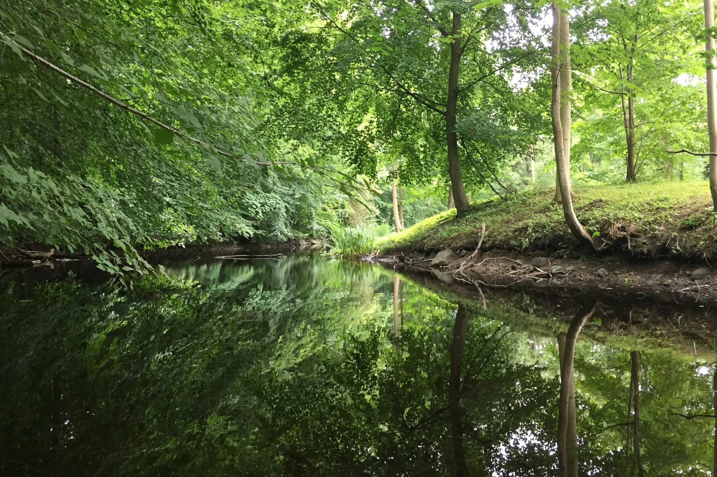 Photograph of a calm creek bed with lots of trees and various plants.