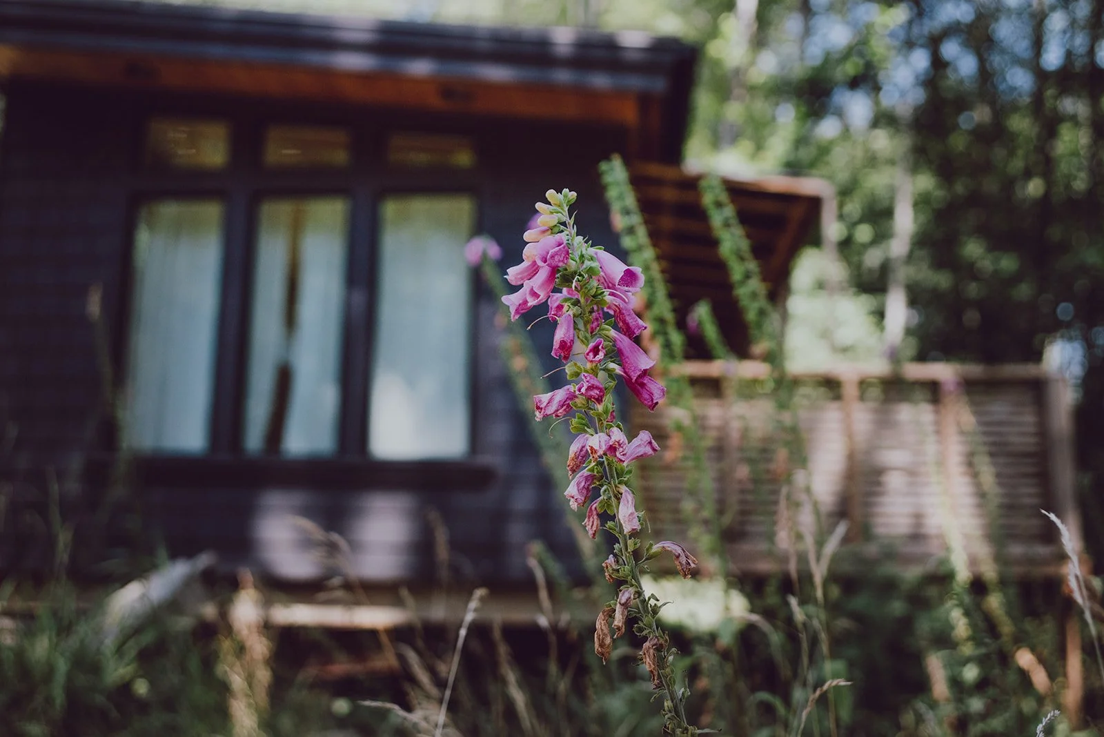 Nectar Yoga Moonstone Cottage Exterior Flowers Vancouver British Columbia Canada 08_2021 @flintfeatherphotography.jpg