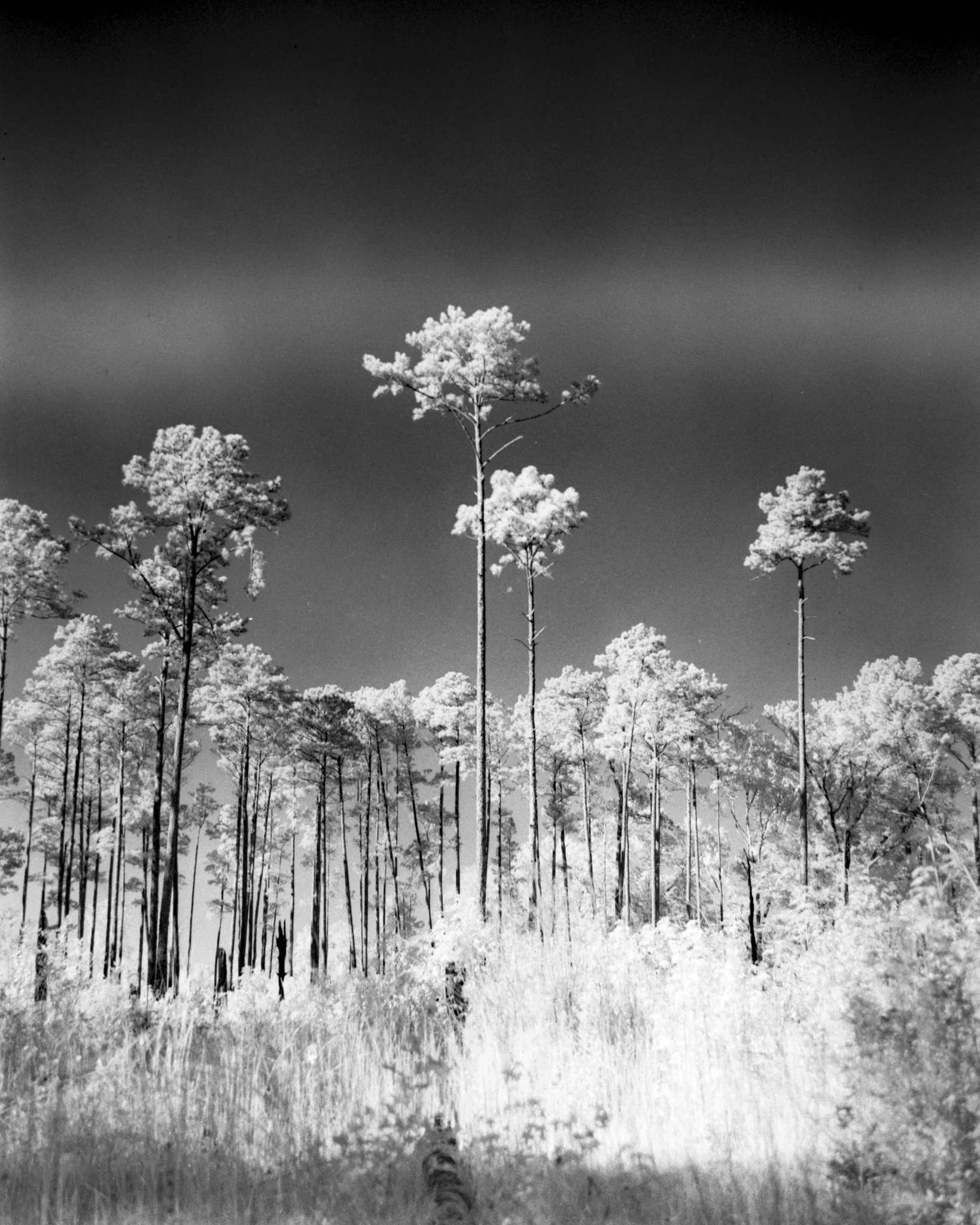 INFRA010.jpg
