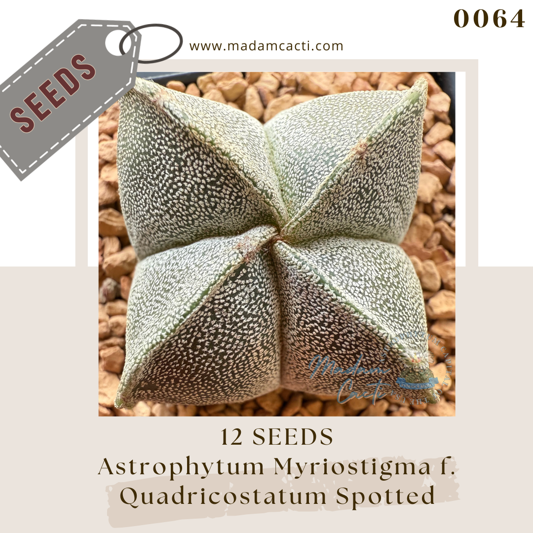 0064 A. Myriostigma f Quadricostatum  (12 Seeds)