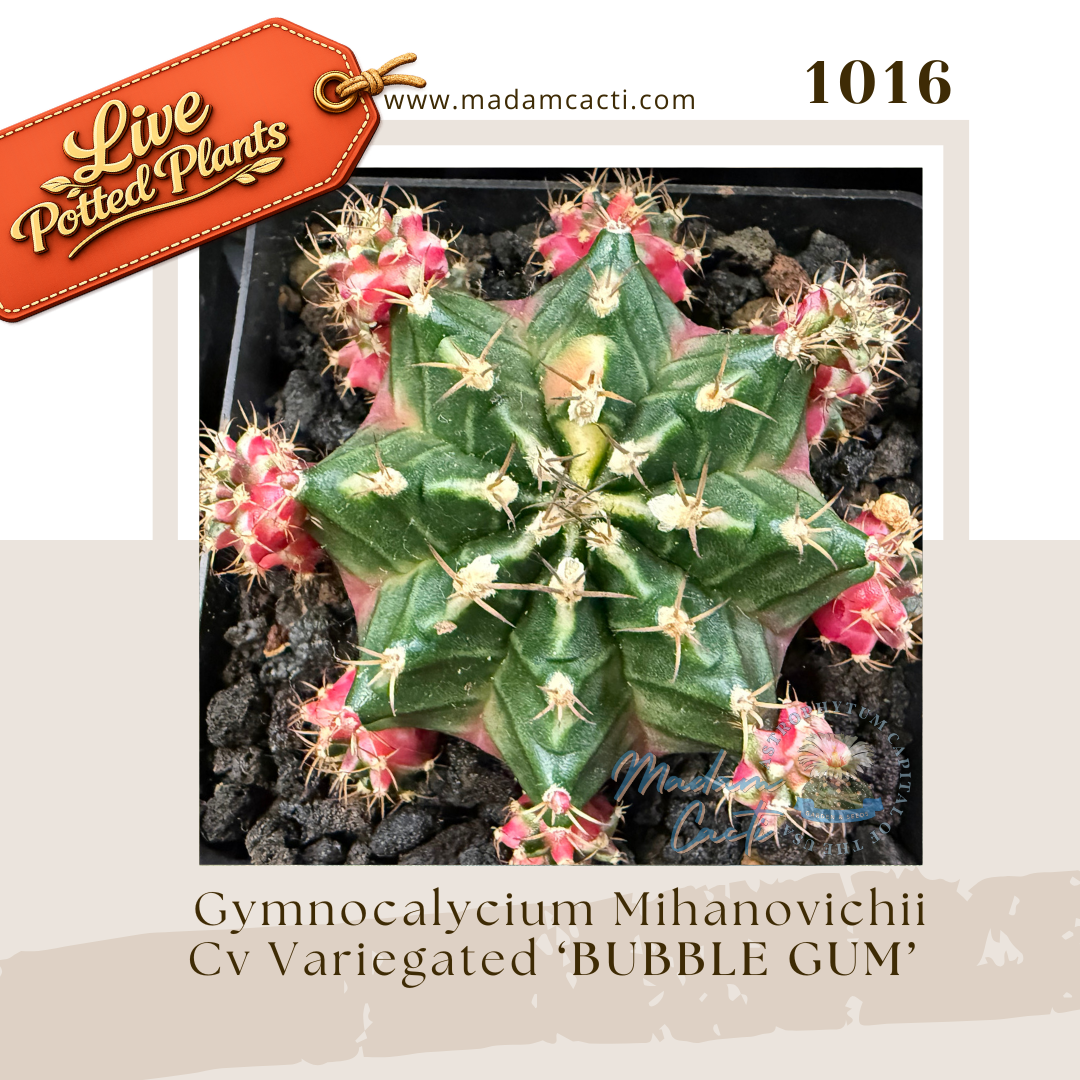 1016 – Gymnocalycium Mihanovichii Cv. Variegated 'Bubble Gum'