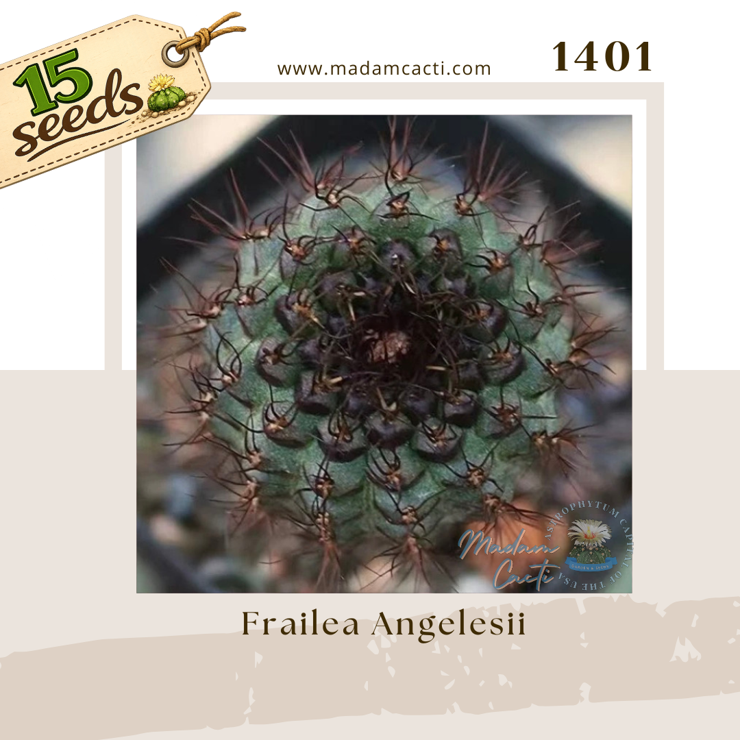 Seed Listing - Frailea (4).png