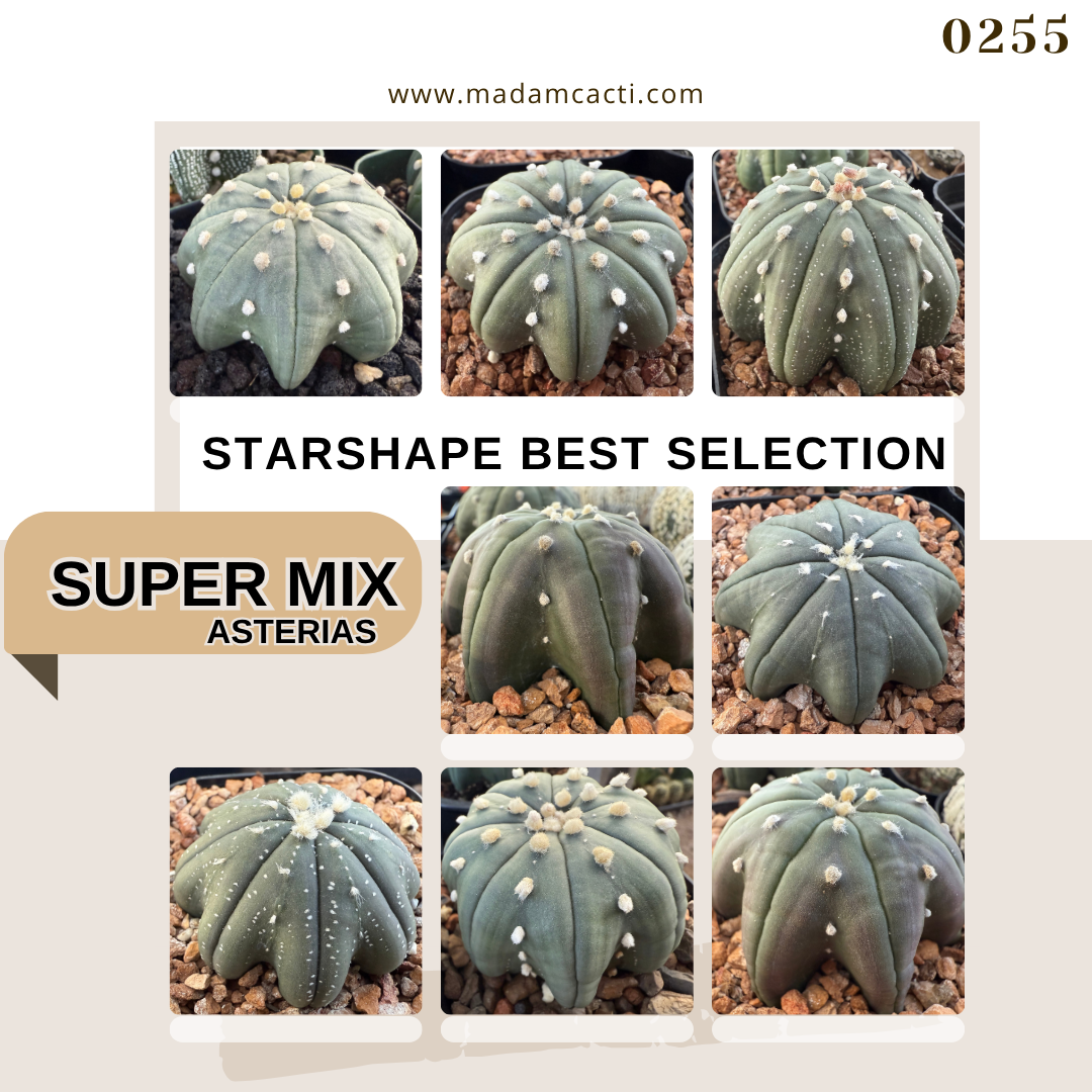 Super Mix Best Selection.png