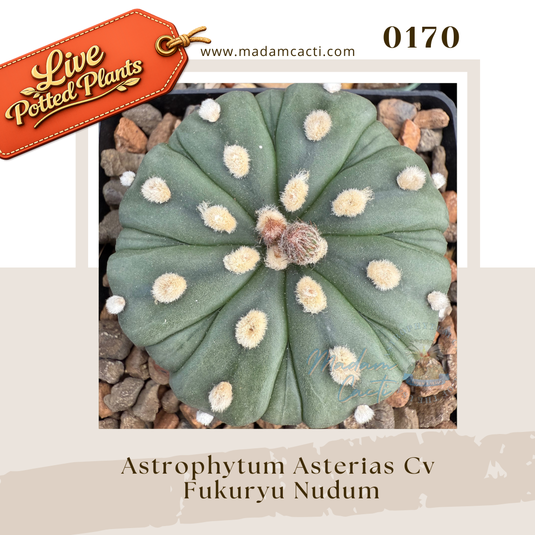 0170 – Astrophytum Asterias Cv. Fukuryu Nudum