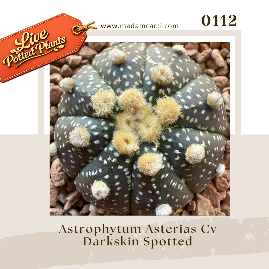 0112 – Astrophytum Asterias Cv. Darkskin Spotted Live Potted Plant