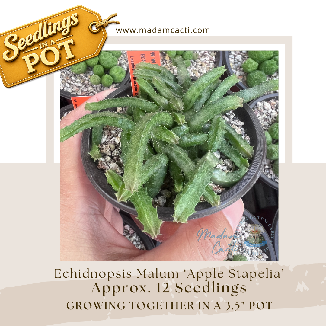 Seedlings In a Pot (6).png