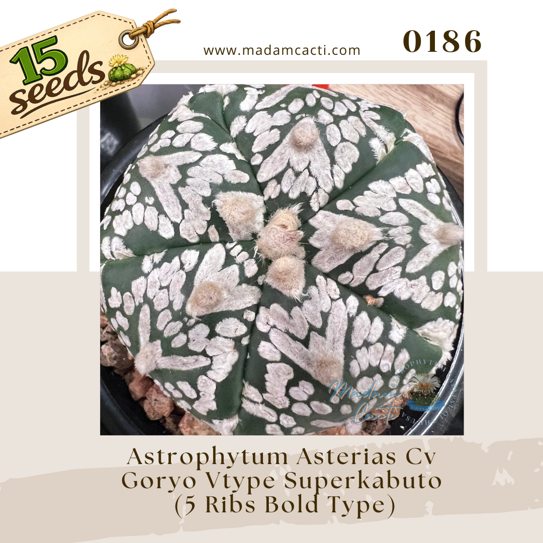 Seed Listing - ASTERIAS (65).png