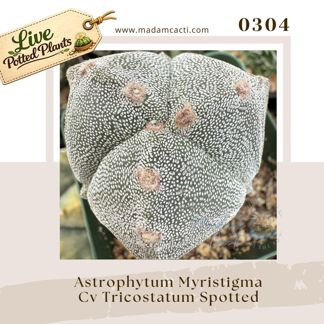 0304 – Astrophytum Myriostigma Cv. Tricostatum Spotted